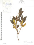 中文名:天仙果(S041714)學名:Ficus formosana Maxim.(S041714)