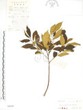 中文名:天仙果(S042559)學名:Ficus formosana Maxim.(S042559)