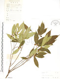 中文名:天仙果(S046019)學名:Ficus formosana Maxim.(S046019)