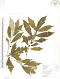 中文名:天仙果(S063630)學名:Ficus formosana Maxim.(S063630)