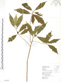 中文名:天仙果(S063655)學名:Ficus formosana Maxim.(S063655)