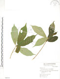 中文名:天仙果(S064155)學名:Ficus formosana Maxim.(S064155)