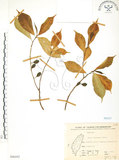 中文名:天仙果(S066442)學名:Ficus formosana Maxim.(S066442)