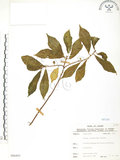 中文名:天仙果(S066443)學名:Ficus formosana Maxim.(S066443)
