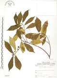 中文名:天仙果(S066451)學名:Ficus formosana Maxim.(S066451)