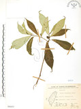 中文名:天仙果(S066453)學名:Ficus formosana Maxim.(S066453)