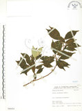 中文名:天仙果(S066454)學名:Ficus formosana Maxim.(S066454)