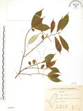 中文名:天仙果(S066461)學名:Ficus formosana Maxim.(S066461)
