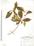中文名:天仙果(S066463)學名:Ficus formosana Maxim.(S066463)