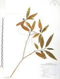 中文名:天仙果(S077334)學名:Ficus formosana Maxim.(S077334)