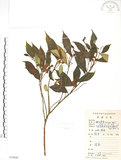 中文名:天仙果(S078940)學名:Ficus formosana Maxim.(S078940)