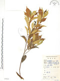 中文名:天仙果(S079223)學名:Ficus formosana Maxim.(S079223)
