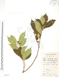 中文名:天仙果(S084115)學名:Ficus formosana Maxim.(S084115)