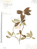 中文名:天仙果(S084442)學名:Ficus formosana Maxim.(S084442)