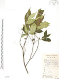 中文名:天仙果(S084503)學名:Ficus formosana Maxim.(S084503)