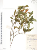 中文名:天仙果(S084761)學名:Ficus formosana Maxim.(S084761)