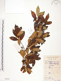 中文名:天仙果(S086502)學名:Ficus formosana Maxim.(S086502)