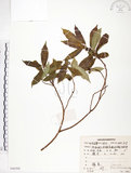 中文名:天仙果(S086569)學名:Ficus formosana Maxim.(S086569)