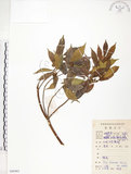 中文名:天仙果(S086961)學名:Ficus formosana Maxim.(S086961)