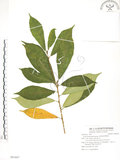 中文名:天仙果(S091607)學名:Ficus formosana Maxim.(S091607)