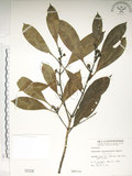 中文名:大葉木犀(S000338)學名:Osmanthus matsumuranus Hayata(S000338)英文名:Large-Leaved Osmanthus