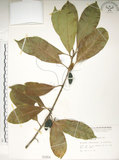 中文名:大葉木犀(S001058)學名:Osmanthus matsumuranus Hayata(S001058)英文名:Large-Leaved Osmanthus