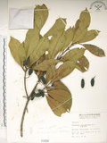 中文名:大葉木犀(S001059)學名:Osmanthus matsumuranus Hayata(S001059)英文名:Large-Leaved Osmanthus
