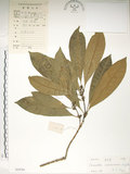 中文名:大葉木犀(S029781)學名:Osmanthus matsumuranus Hayata(S029781)英文名:Large-Leaved Osmanthus