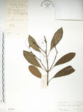 中文名:大葉木犀(S032955)學名:Osmanthus matsumuranus Hayata(S032955)英文名:Large-Leaved Osmanthus