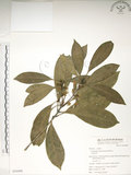 中文名:大葉木犀(S054498)學名:Osmanthus matsumuranus Hayata(S054498)英文名:Large-Leaved Osmanthus