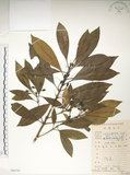 中文名:大葉木犀(S086783)學名:Osmanthus matsumuranus Hayata(S086783)英文名:Large-Leaved Osmanthus