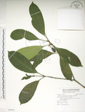 中文名:大葉木犀(S090836)學名:Osmanthus matsumuranus Hayata(S090836)英文名:Large-Leaved Osmanthus