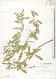 中文名:裂葉月見草(S003458)學名:Oenothera laciniata J. Hill(S003458)