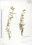中文名:裂葉月見草(S007762)學名:Oenothera laciniata J. Hill(S007762)