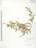 中文名:裂葉月見草(S007763)學名:Oenothera laciniata J. Hill(S007763)