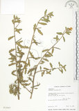 中文名:裂葉月見草(S013027)學名:Oenothera laciniata J. Hill(S013027)
