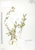 中文名:裂葉月見草(S014939)學名:Oenothera laciniata J. Hill(S014939)