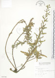 中文名:裂葉月見草(S015785)學名:Oenothera laciniata J. Hill(S015785)