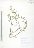 中文名:裂葉月見草(S016203)學名:Oenothera laciniata J. Hill(S016203)