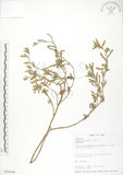 中文名:裂葉月見草(S016666)學名:Oenothera laciniata J. Hill(S016666)