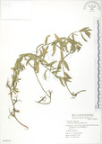 中文名:裂葉月見草(S049315)學名:Oenothera laciniata J. Hill(S049315)