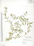 中文名:裂葉月見草(S054368)學名:Oenothera laciniata J. Hill(S054368)