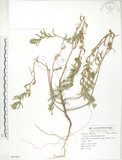 中文名:裂葉月見草(S062407)學名:Oenothera laciniata J. Hill(S062407)