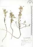 中文名:裂葉月見草(S065293)學名:Oenothera laciniata J. Hill(S065293)