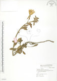 中文名:裂葉月見草(S069043)學名:Oenothera laciniata J. Hill(S069043)