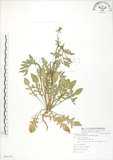 中文名:裂葉月見草(S081751)學名:Oenothera laciniata J. Hill(S081751)