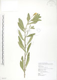 中文名:裂葉月見草(S082337)學名:Oenothera laciniata J. Hill(S082337)