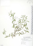 中文名:裂葉月見草(S086308)學名:Oenothera laciniata J. Hill(S086308)