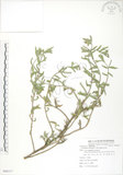 中文名:裂葉月見草(S086317)學名:Oenothera laciniata J. Hill(S086317)