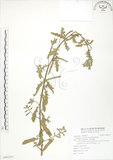 中文名:裂葉月見草(S092377)學名:Oenothera laciniata J. Hill(S092377)